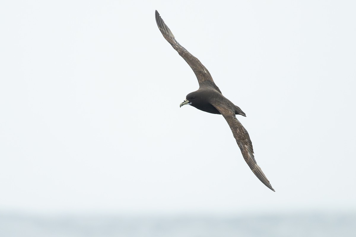 Pardela Gorjiblanca - ML646795139