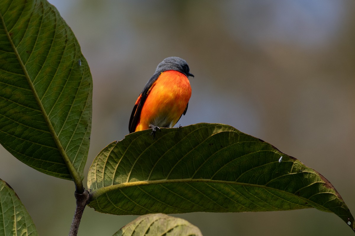 Zwergmennigvogel - ML646795140