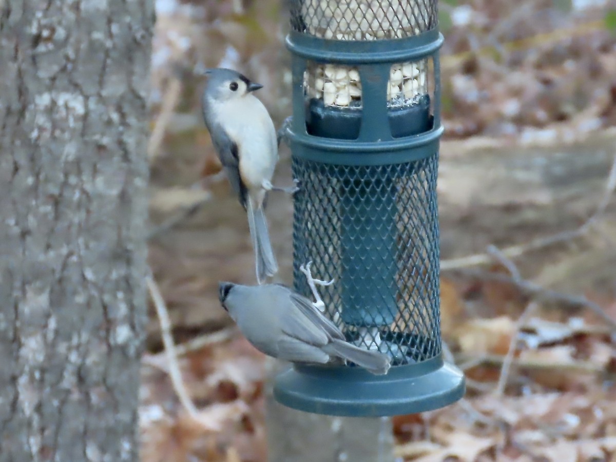 Tufted Titmouse - ML646795141