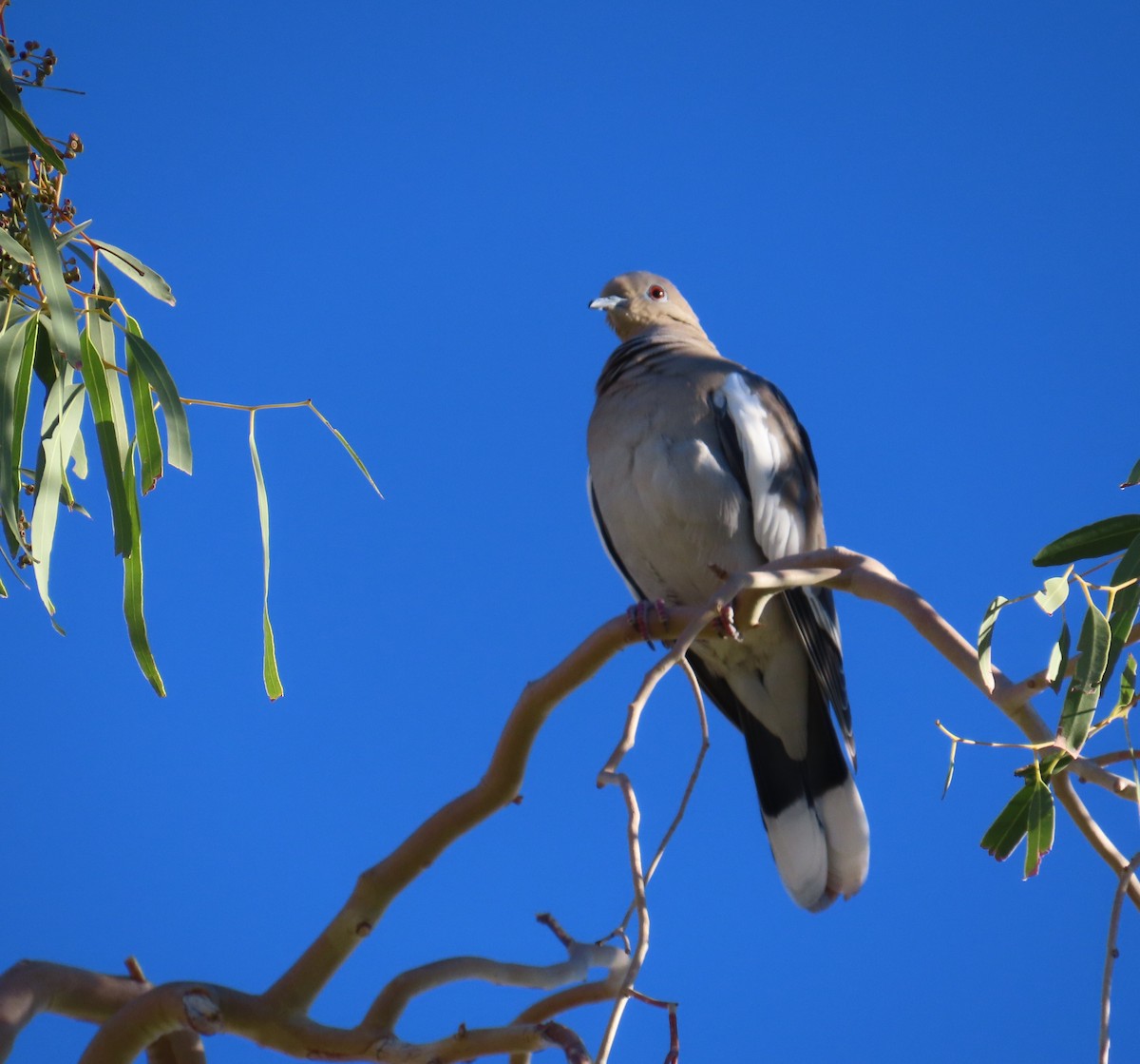 White-winged Dove - ML646795149