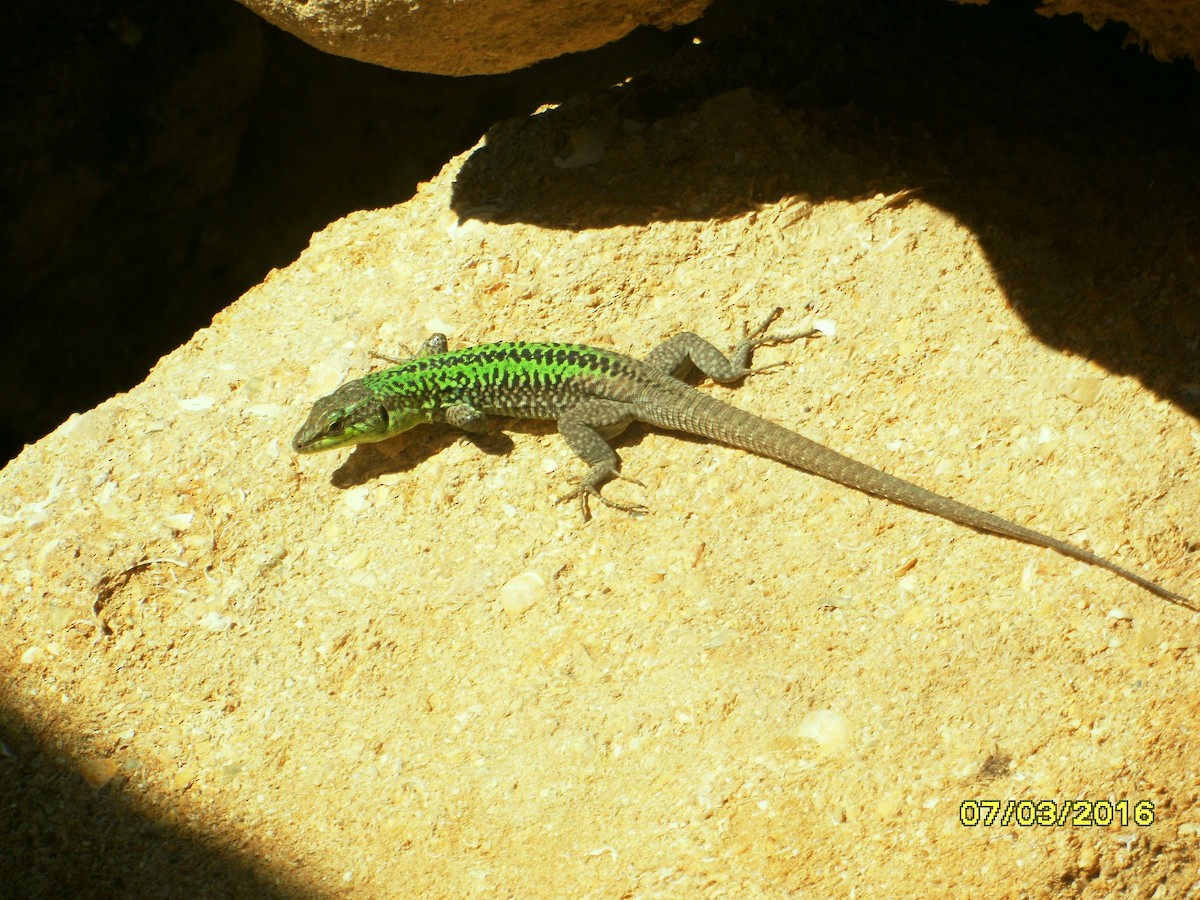 Reptiles - ML646795150