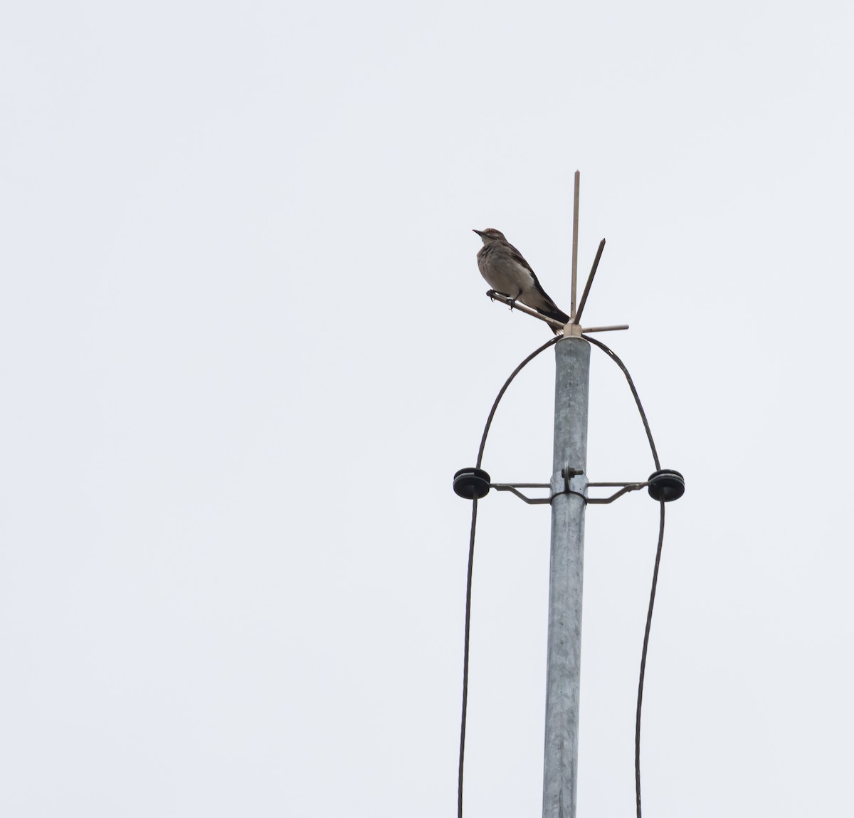 Gray Monjita - ML646795151