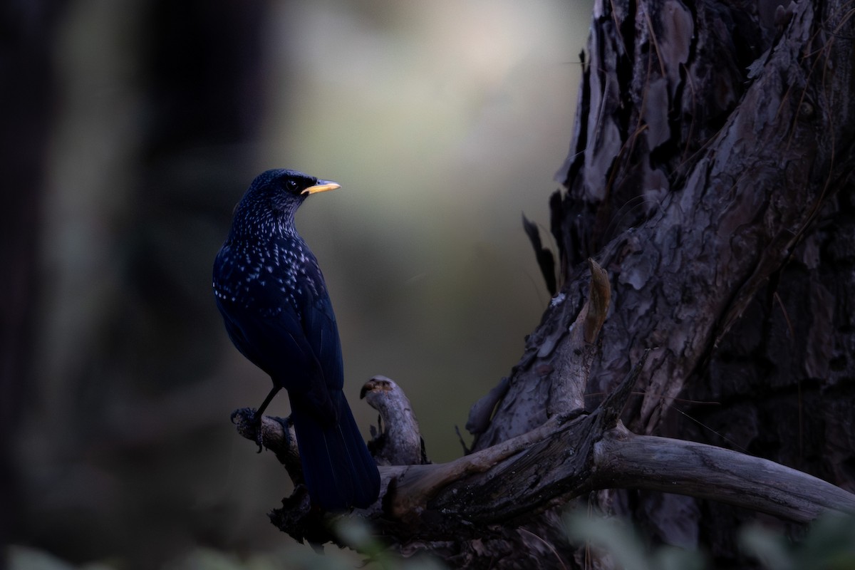 Blue Whistling-Thrush - ML646795152