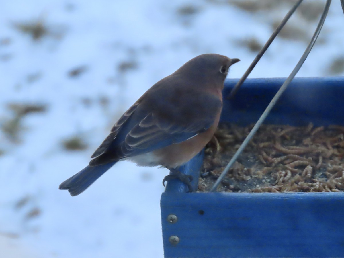 Azulejo Oriental - ML646795153