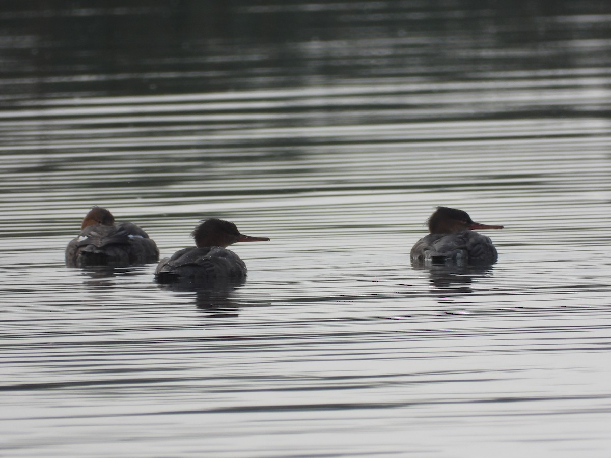 ウミアイサ - ML646795155