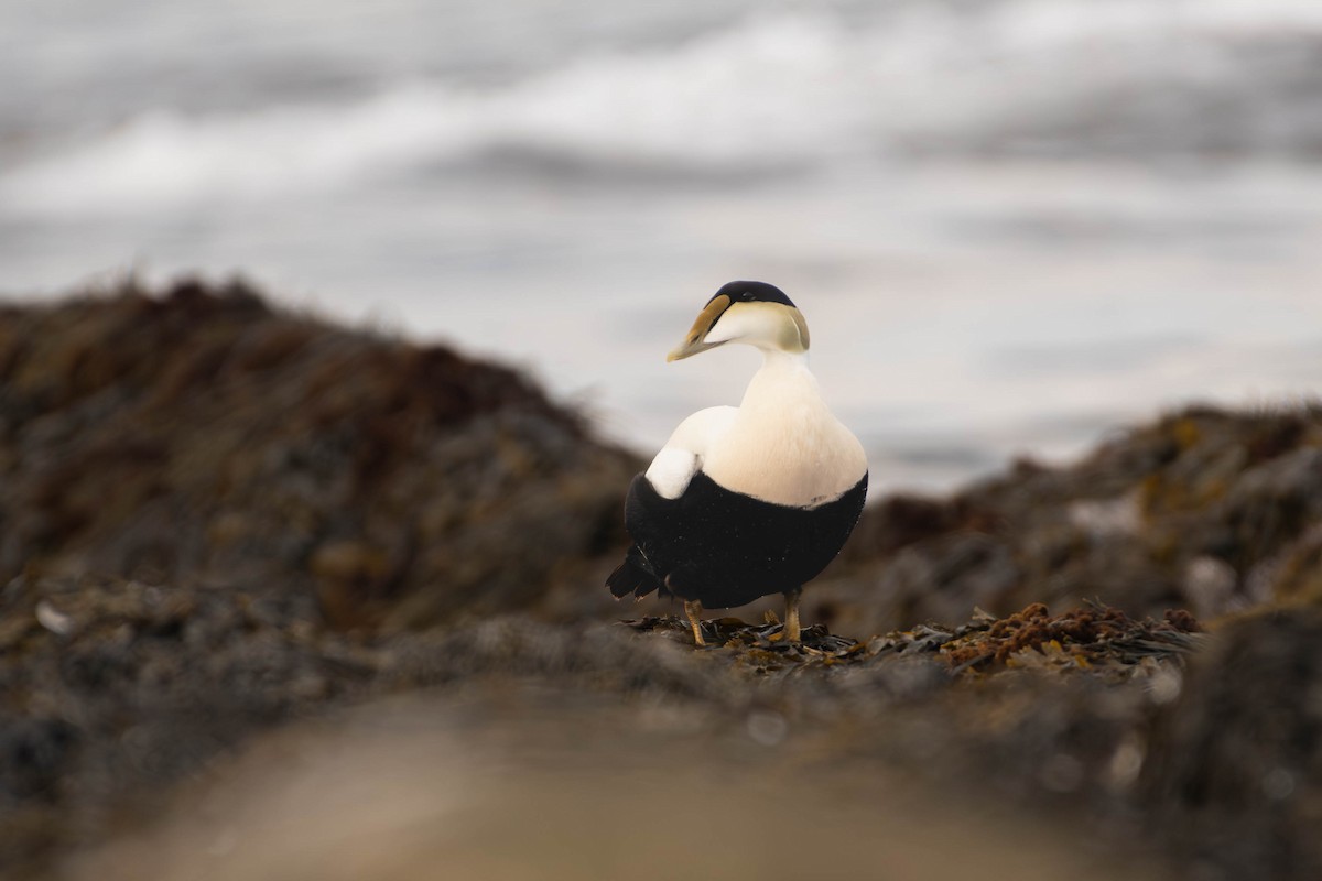 Eider arrunta - ML646795161