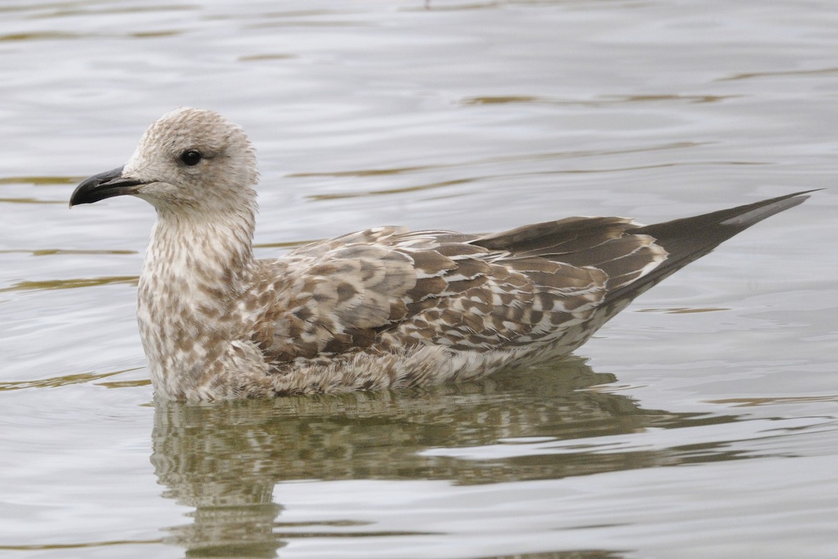 Heringsmöwe - ML646795167