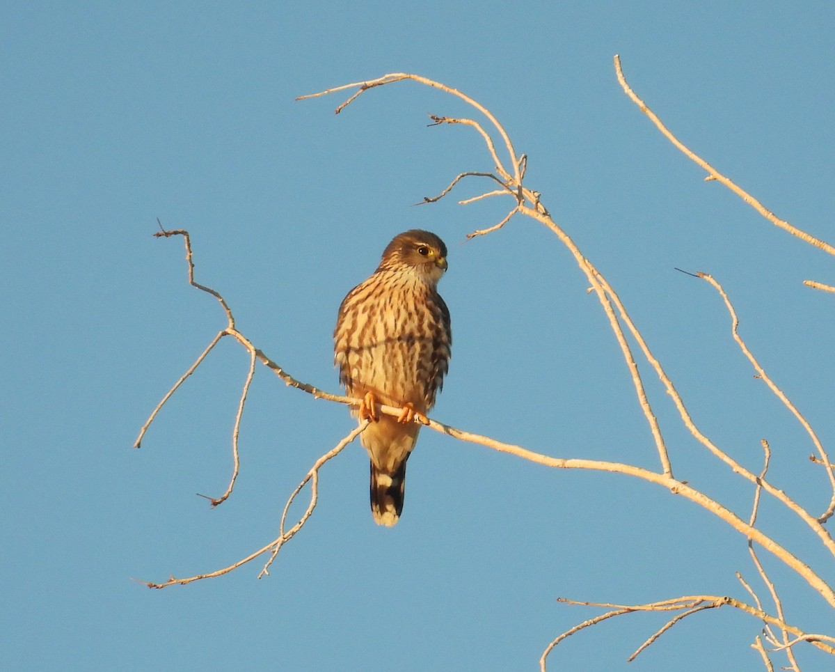 灰背隼(richardsonii) - ML646795169