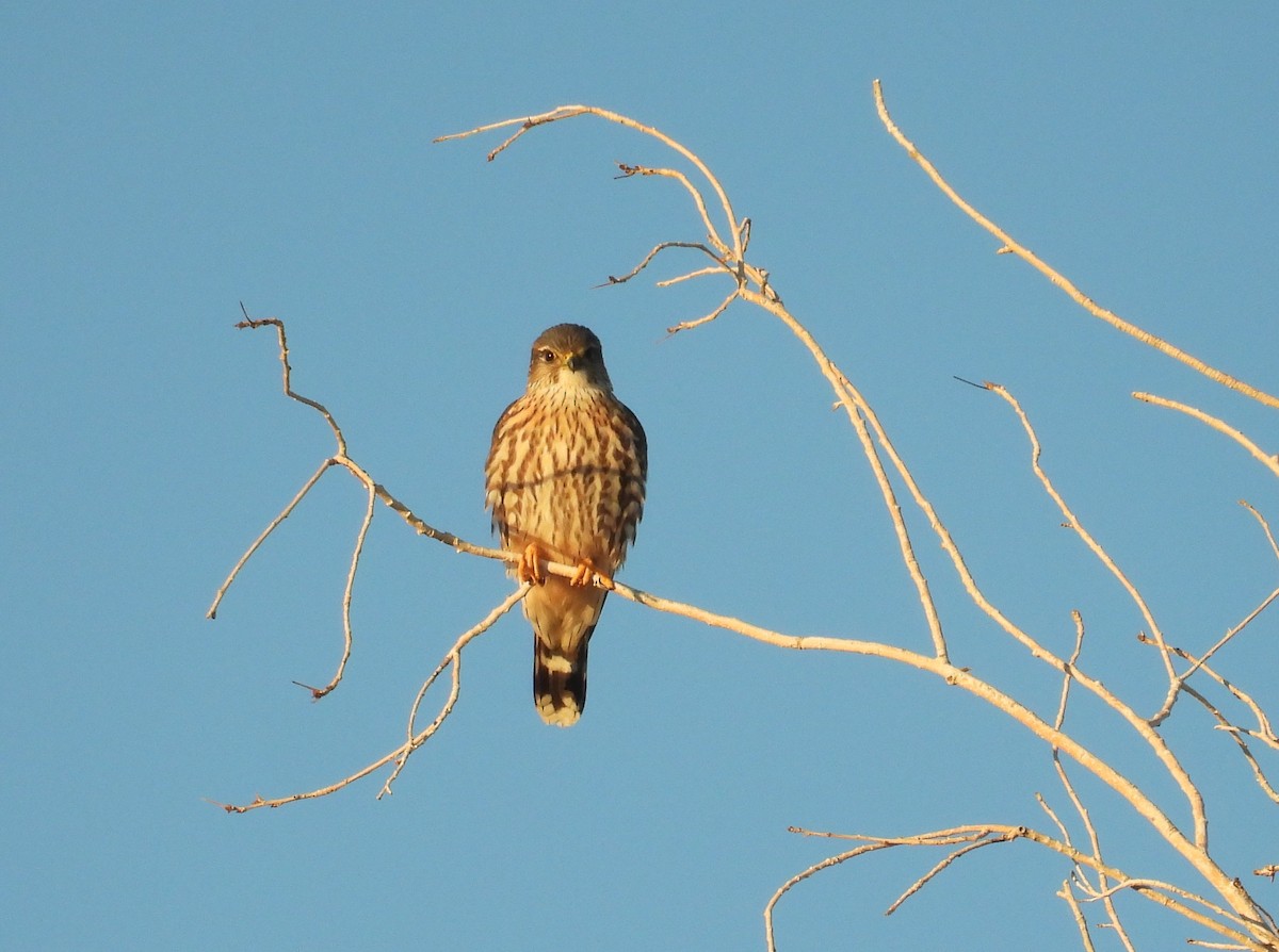 灰背隼(richardsonii) - ML646795171