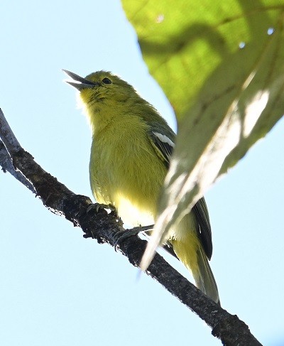 Common Iora - ML646795173
