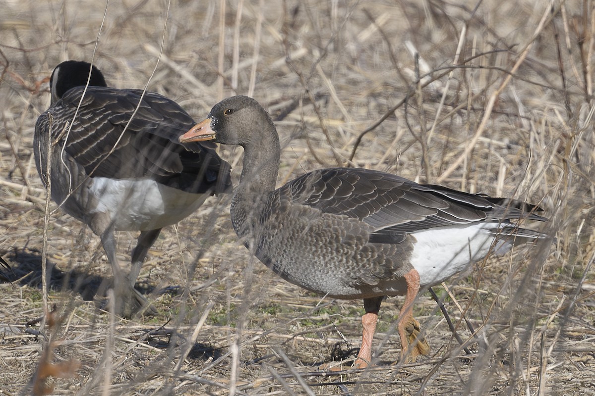 マガン - ML646795174