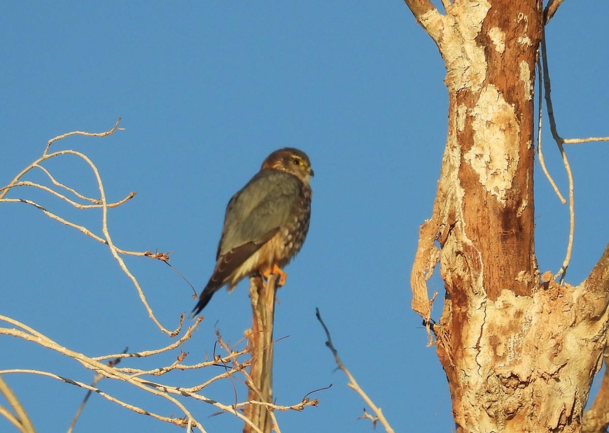 灰背隼(richardsonii) - ML646795175