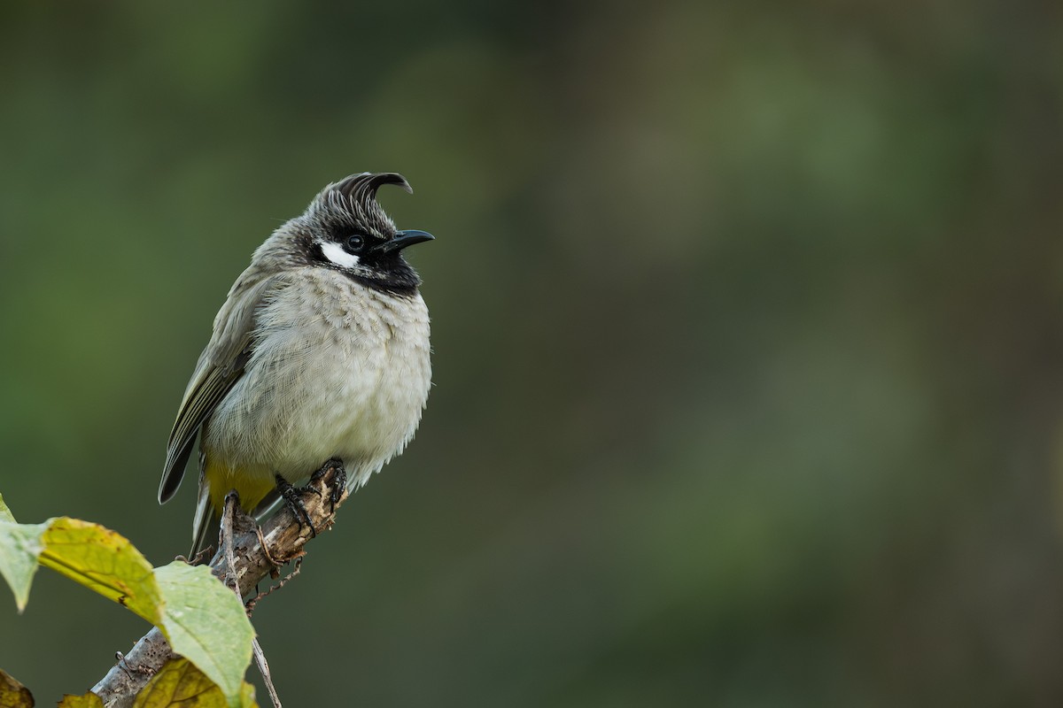 Himalayan Bulbul - ML646795176