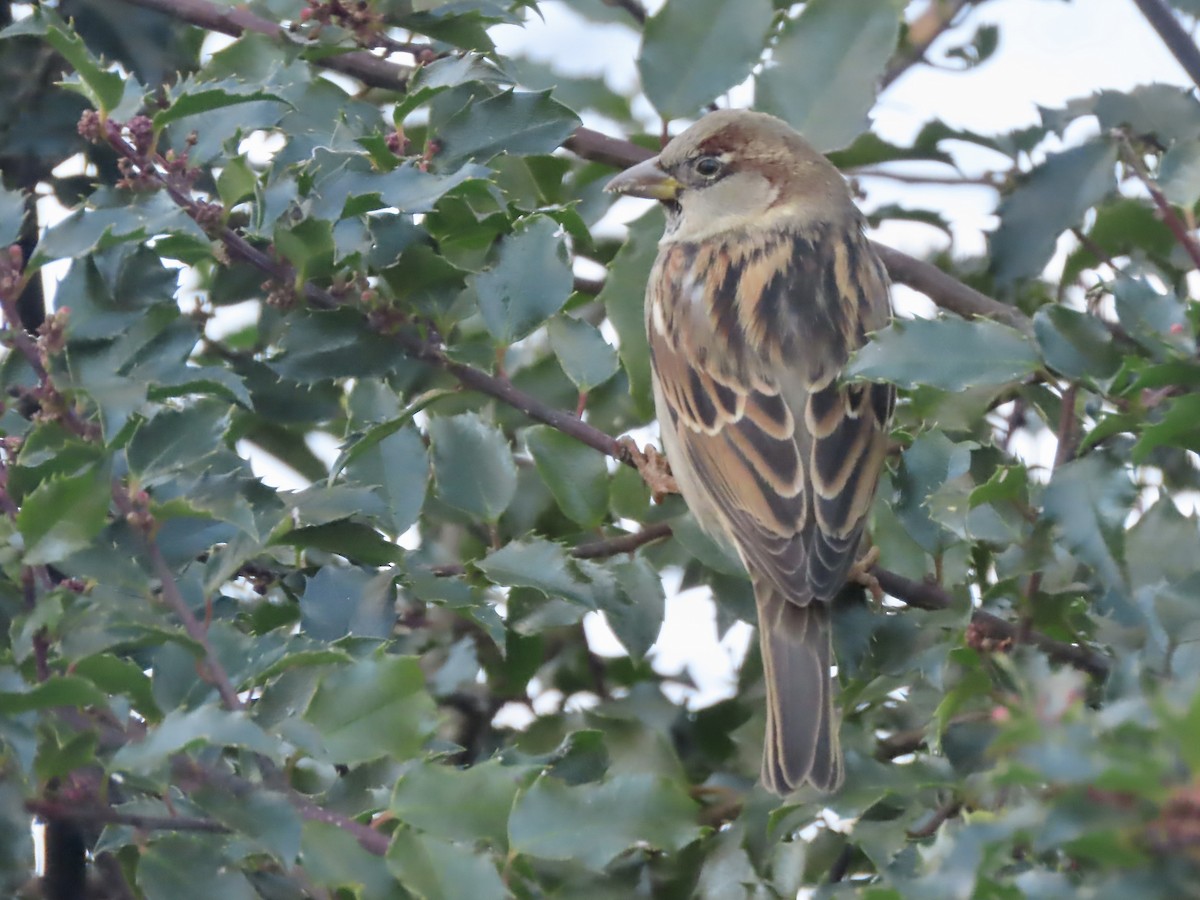 House Sparrow - ML646795177