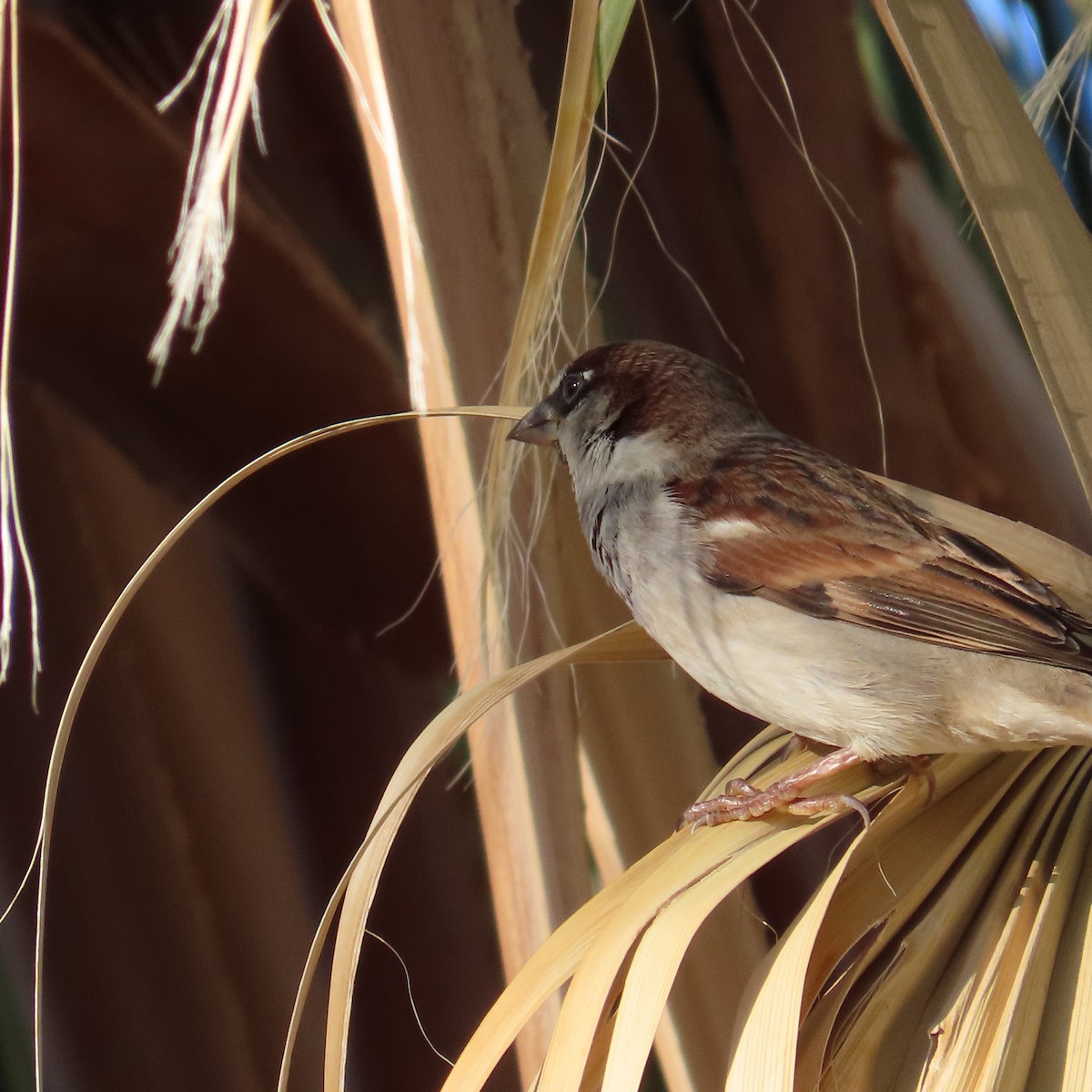 House Sparrow - ML646795179
