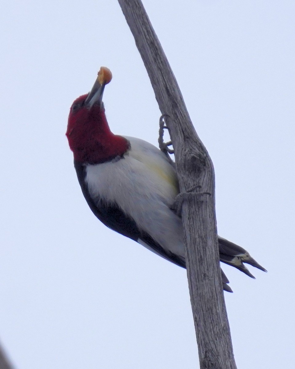 Red-headed Woodpecker - ML646795180