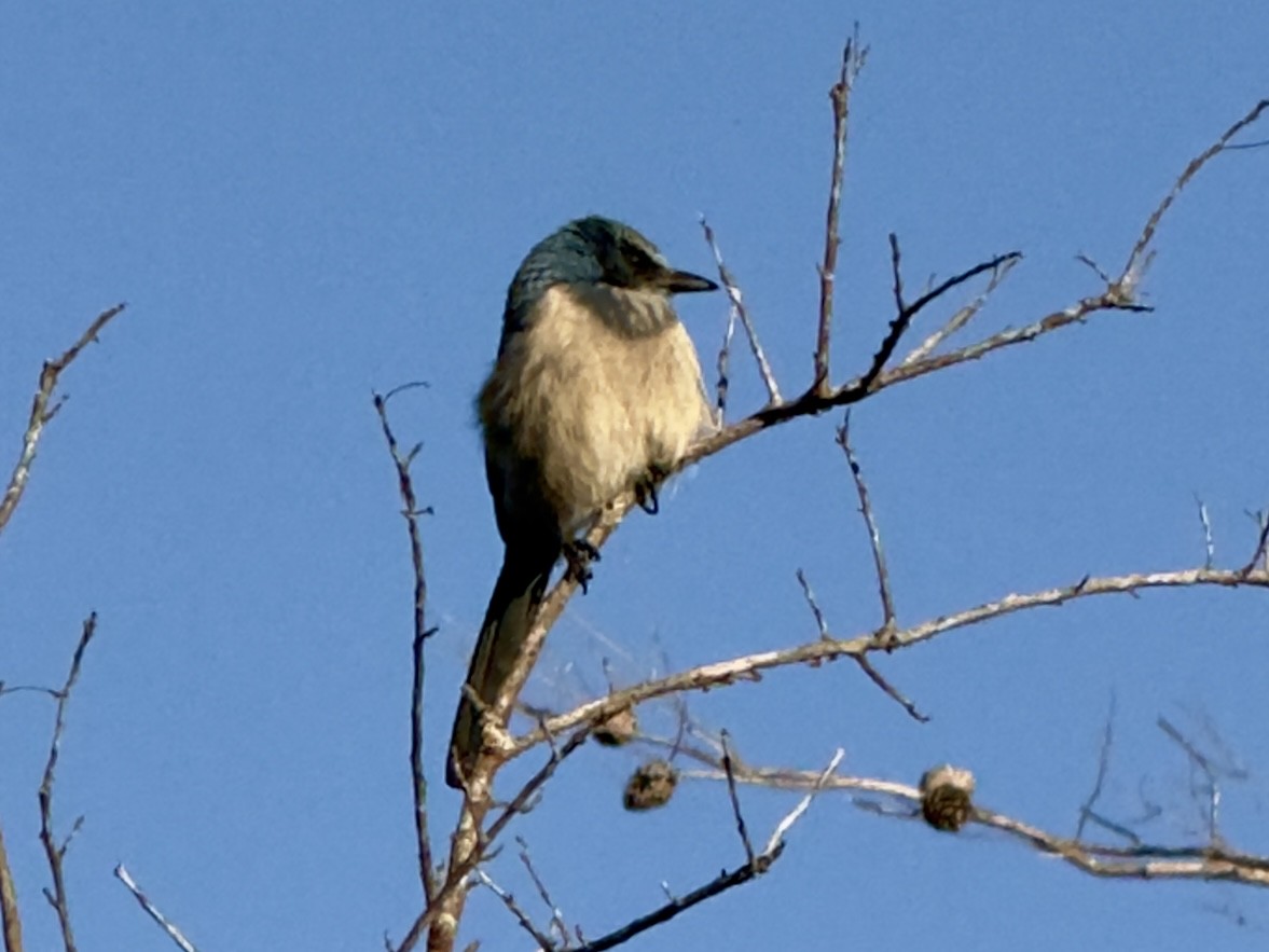 フロリダカケス - ML646795181