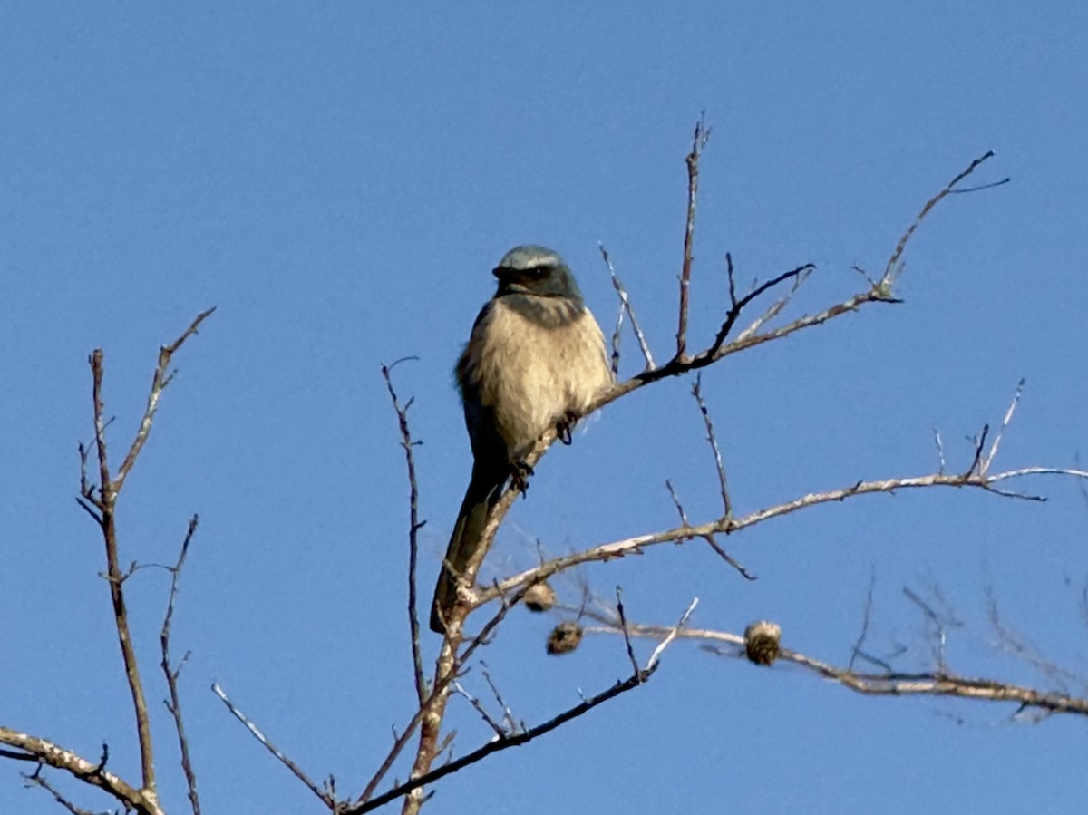 フロリダカケス - ML646795182