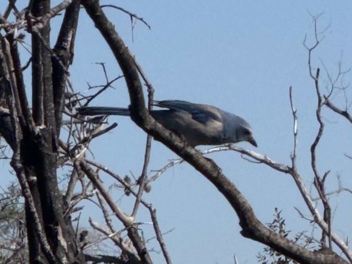 フロリダカケス - ML646795183