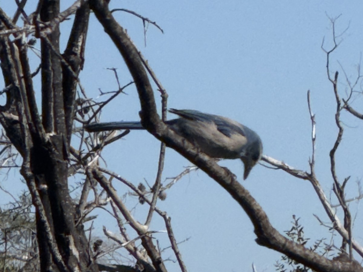 フロリダカケス - ML646795184