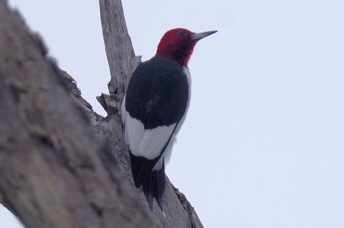 Red-headed Woodpecker - ML646795185