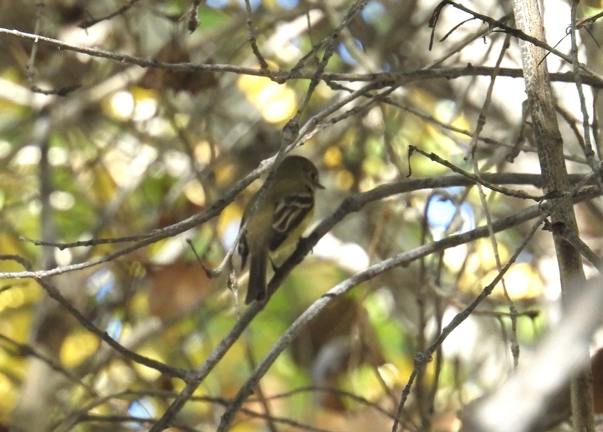 Hammond's Flycatcher - ML646795193