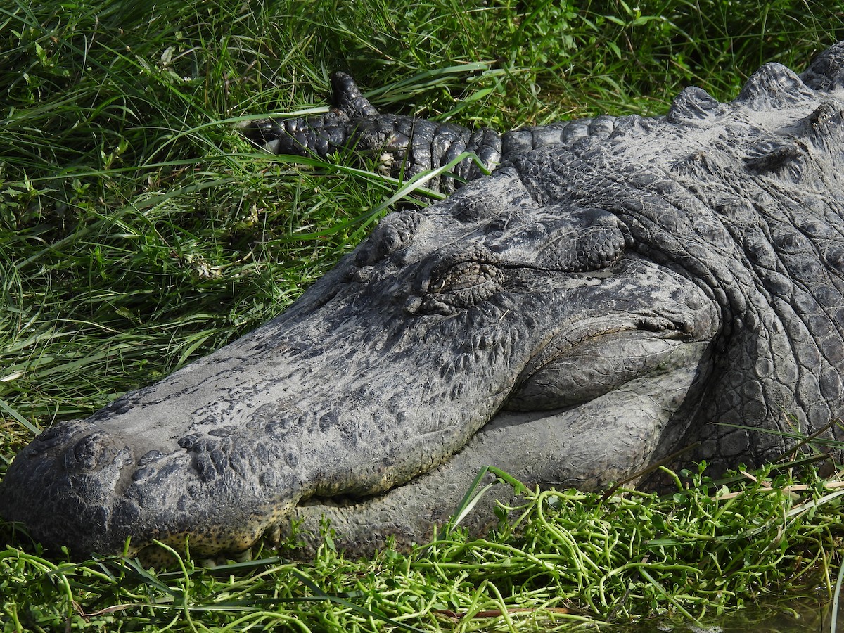 American Alligator - ML646795195