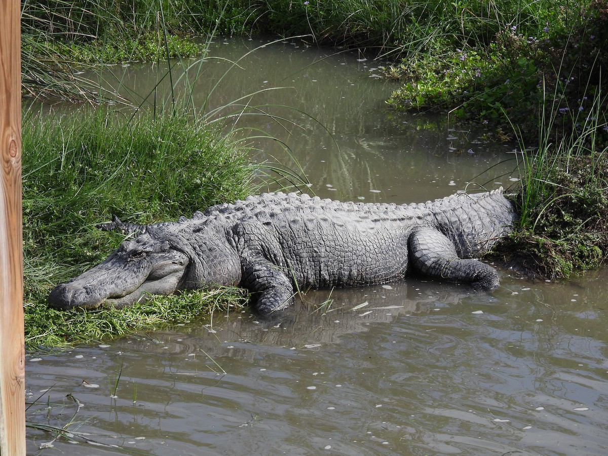 American Alligator - ML646795196