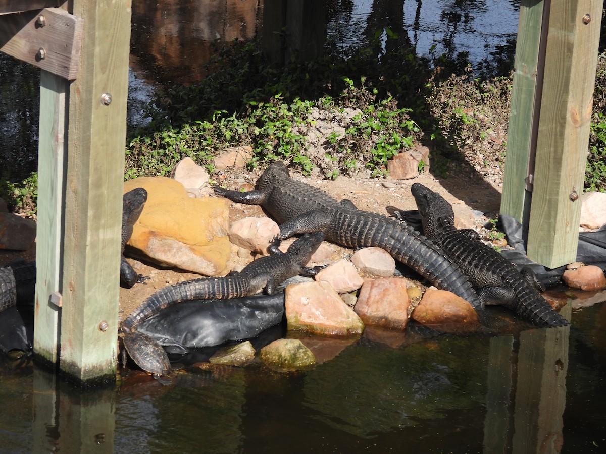 American Alligator - ML646795197