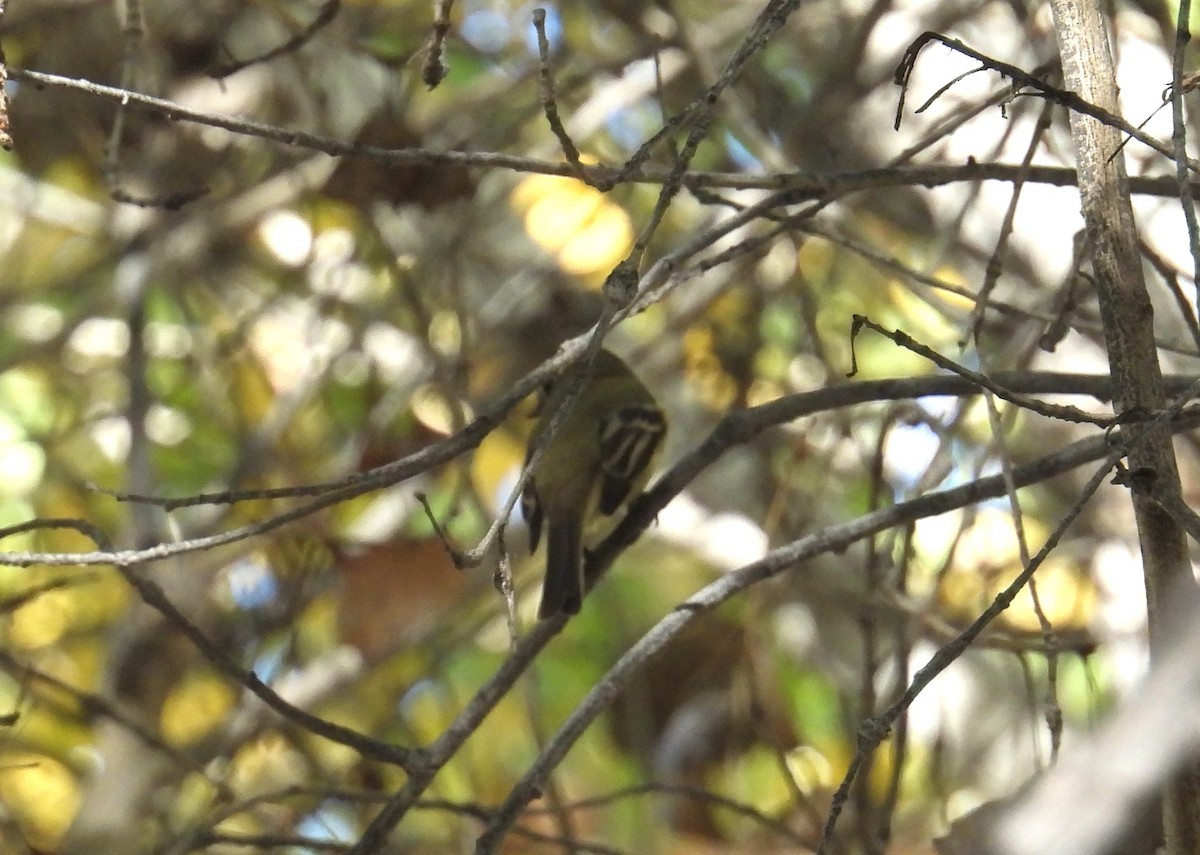 Hammond's Flycatcher - ML646795199