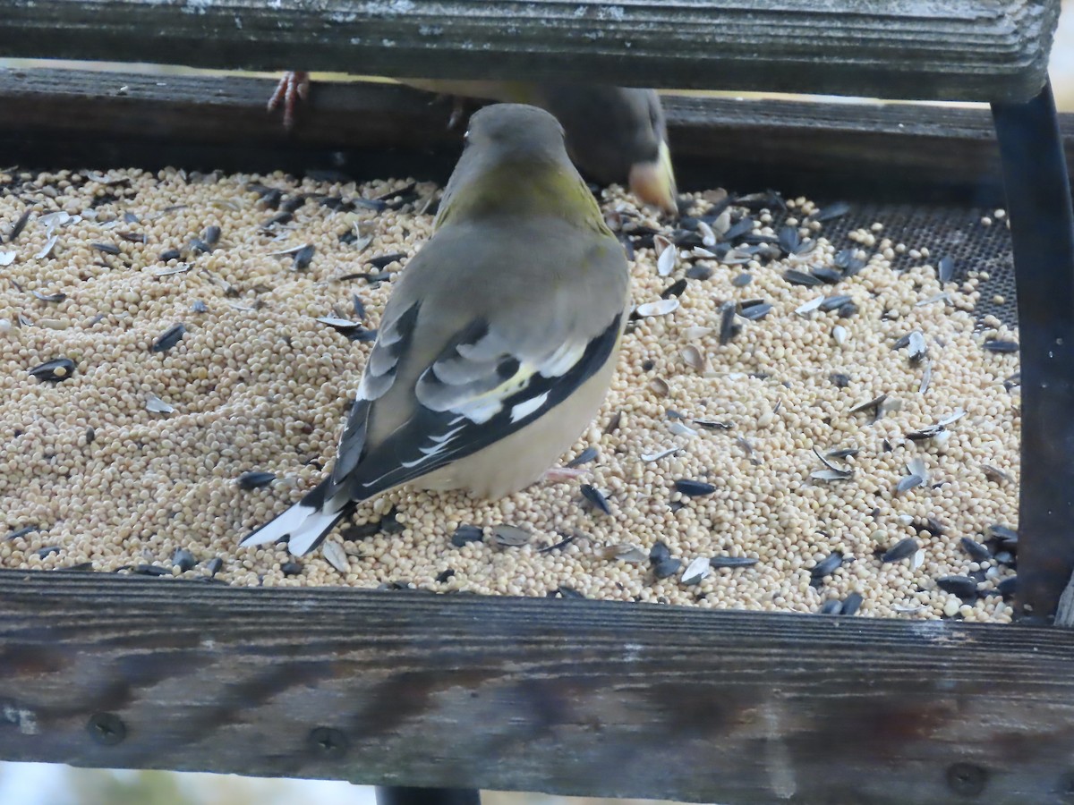 Evening Grosbeak - ML646795204