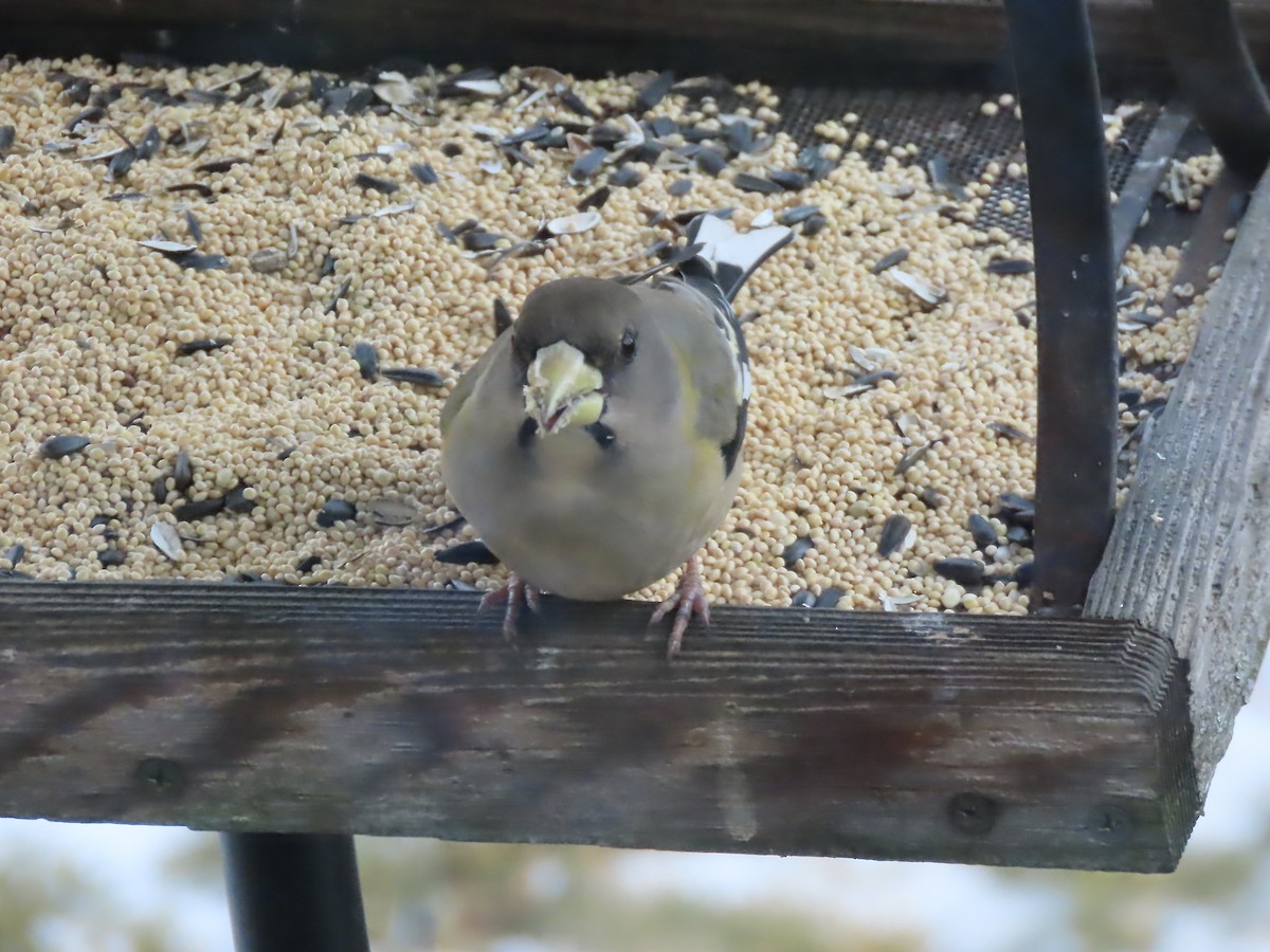 Evening Grosbeak - ML646795205