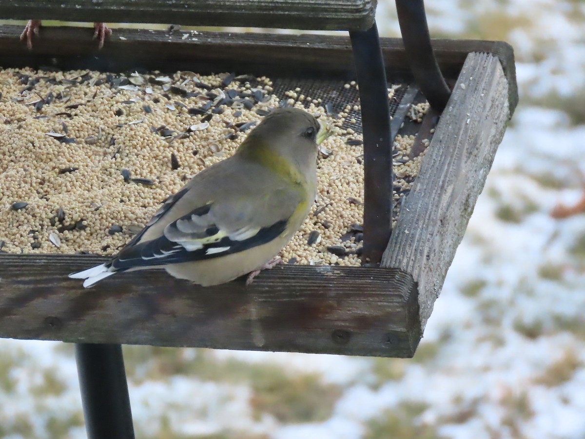 Evening Grosbeak - ML646795206