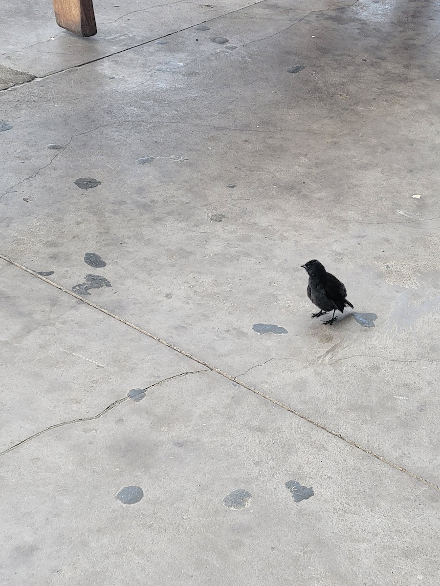 Common Cactus-Finch - ML646795209