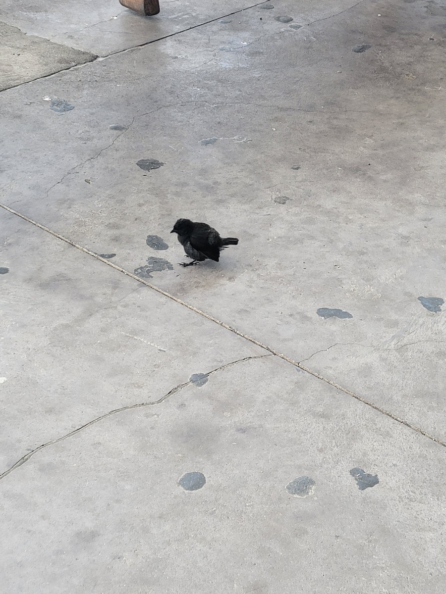 Common Cactus-Finch - ML646795210