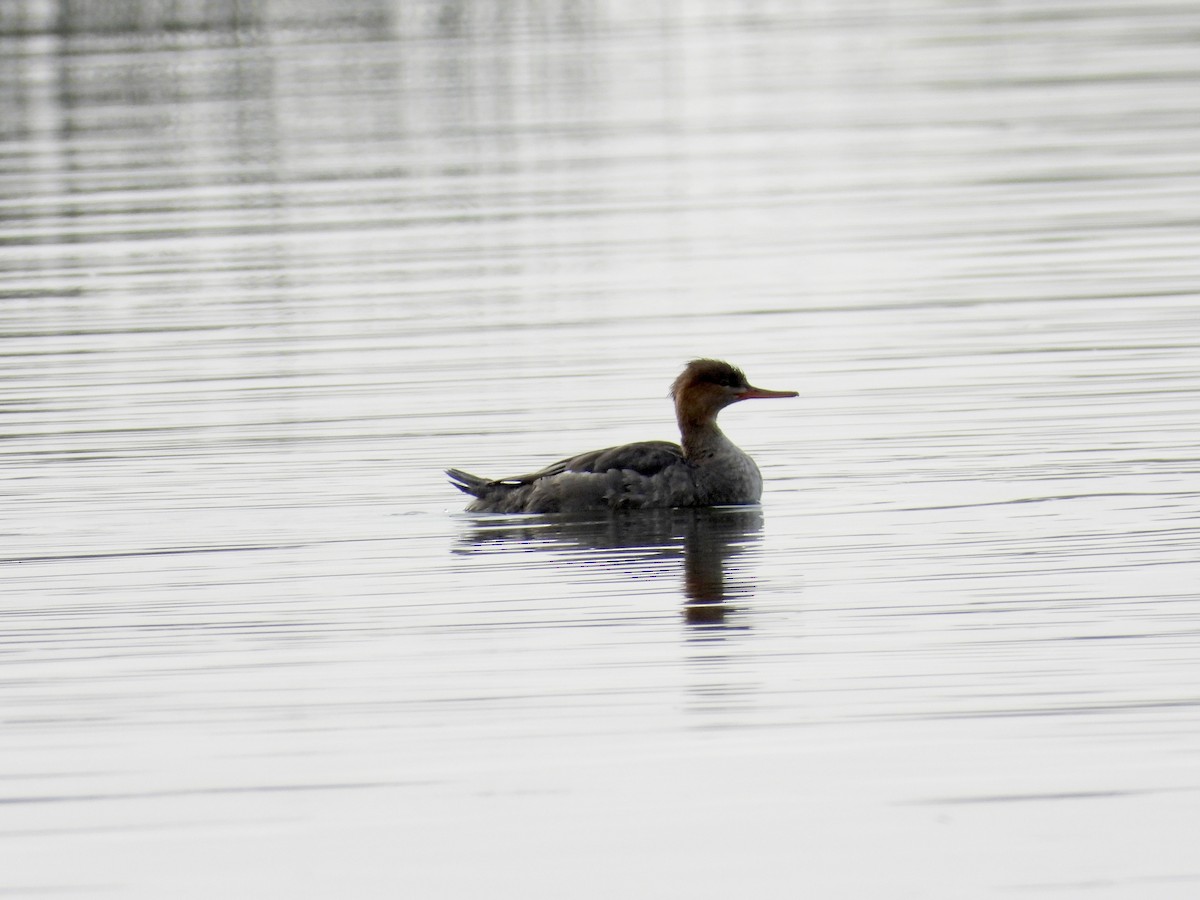 ウミアイサ - ML646795211