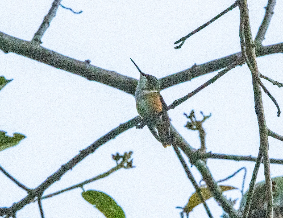 Amethyst Woodstar - ML646795212