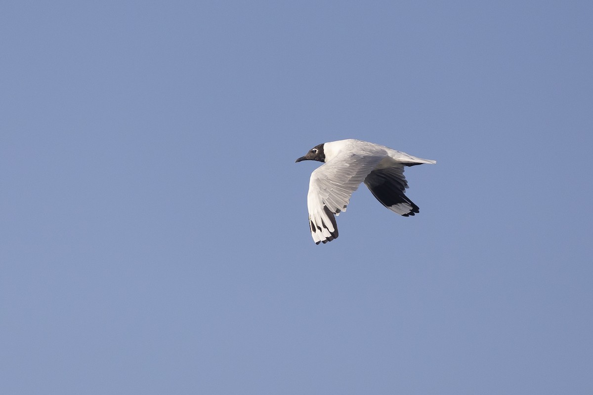 And Martısı - ML646795213