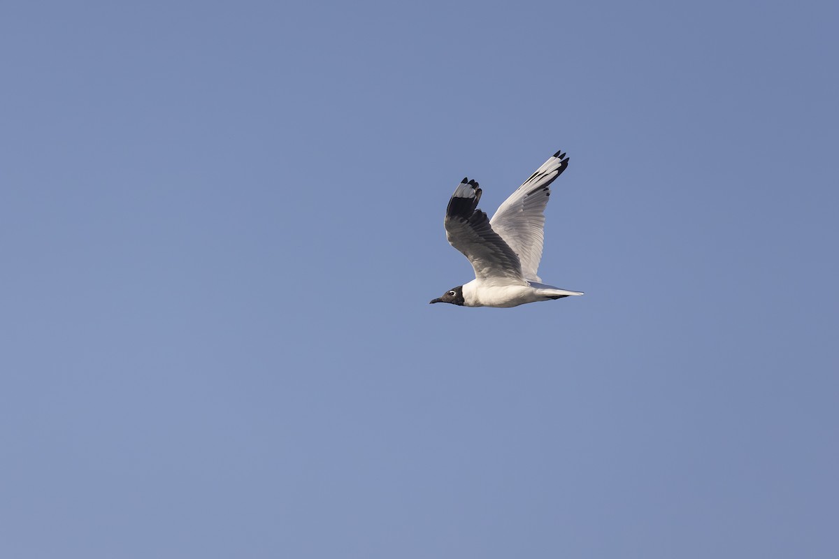 And Martısı - ML646795214