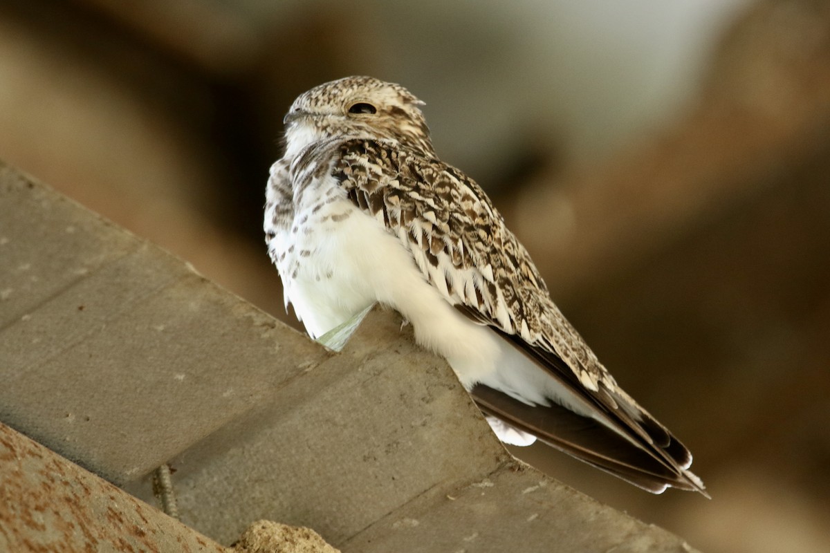 Sand-colored Nighthawk - ML646795215