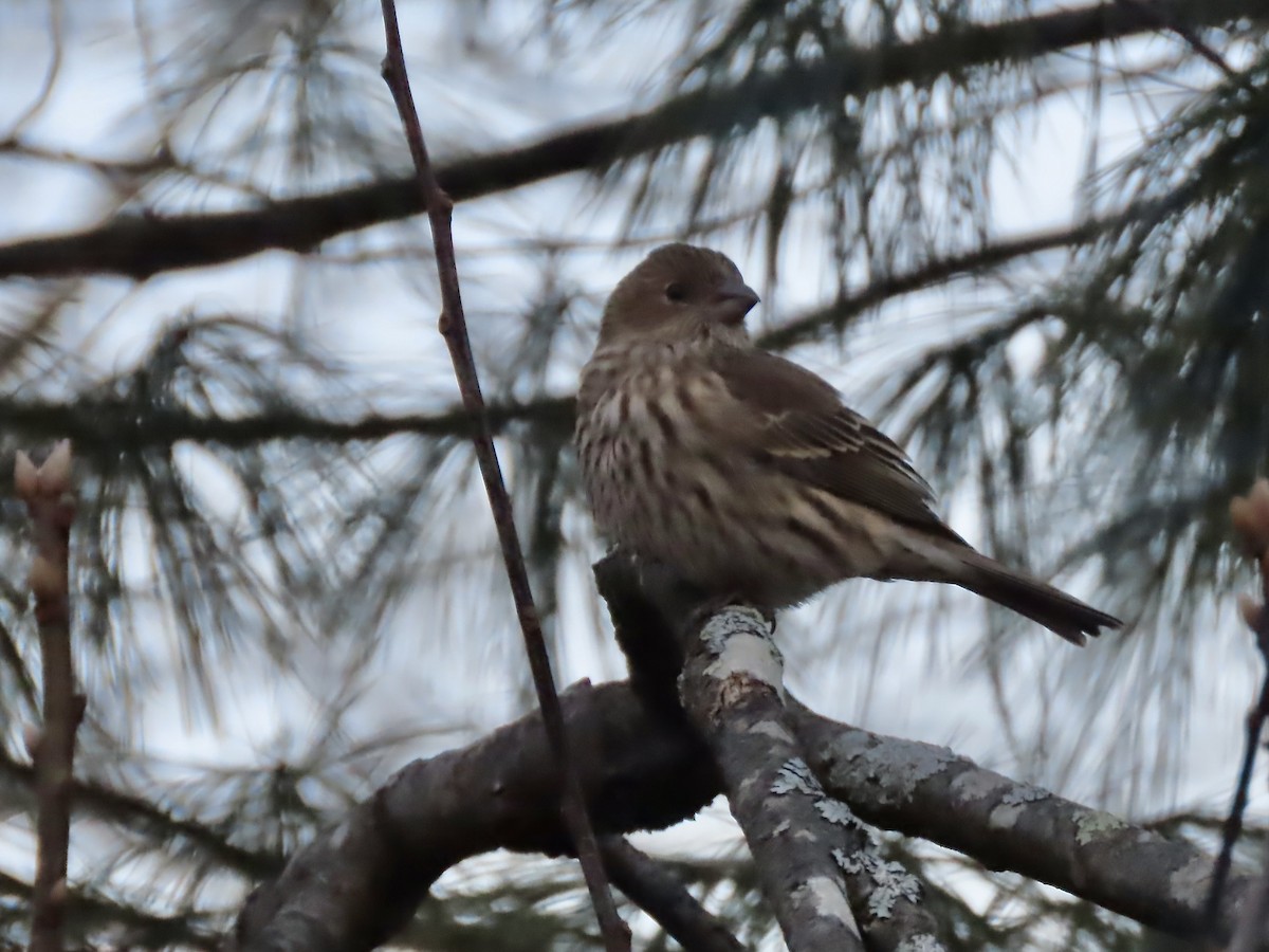 House Finch - ML646795217