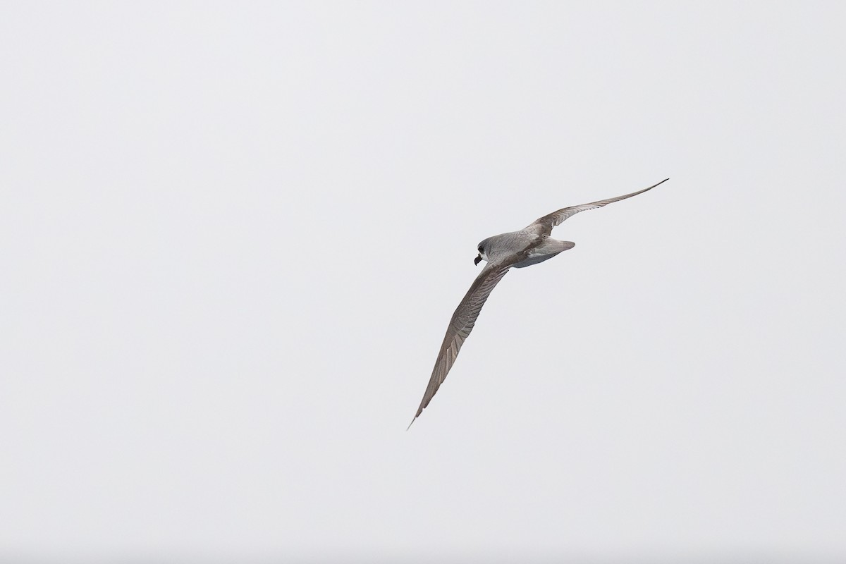 Masatierra Petrel - ML646795218