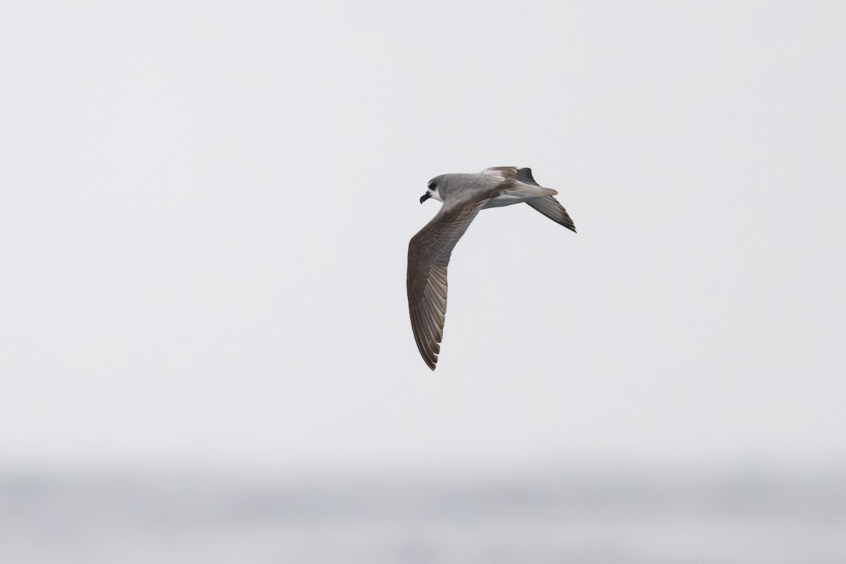 Masatierra Petrel - ML646795219