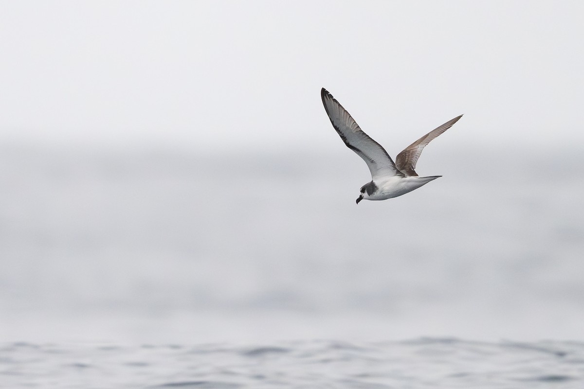 Masatierra Petrel - ML646795220