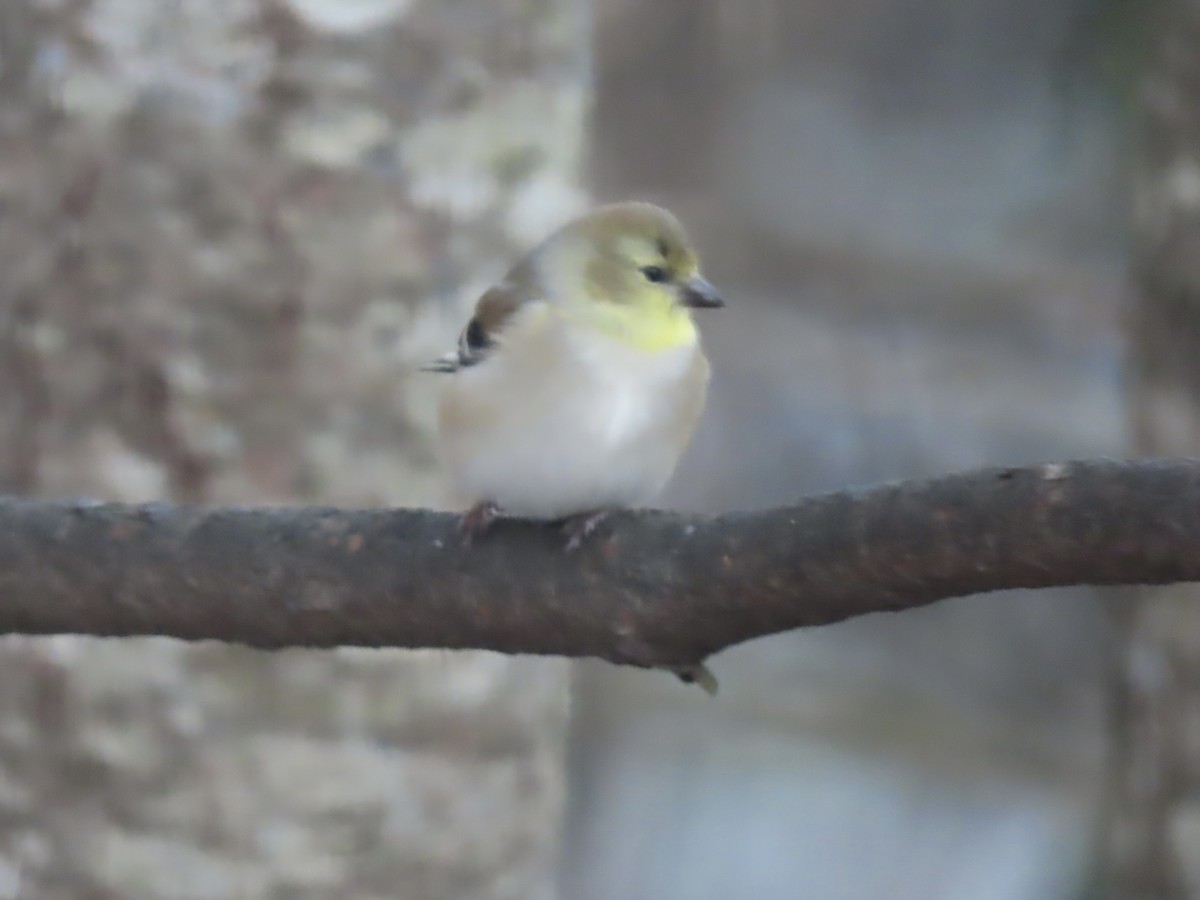 American Goldfinch - ML646795224