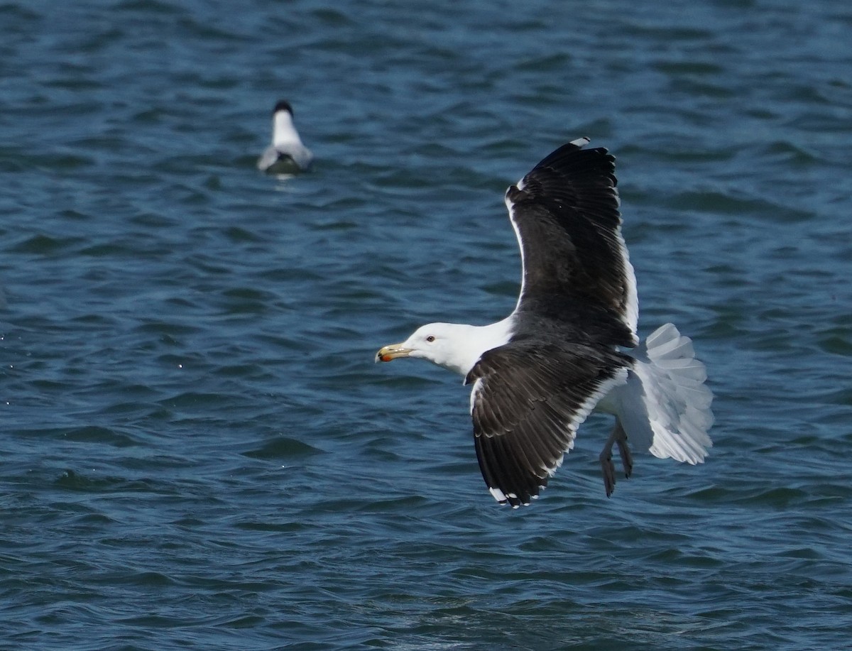 Great Black-backed Gull - ML646795226