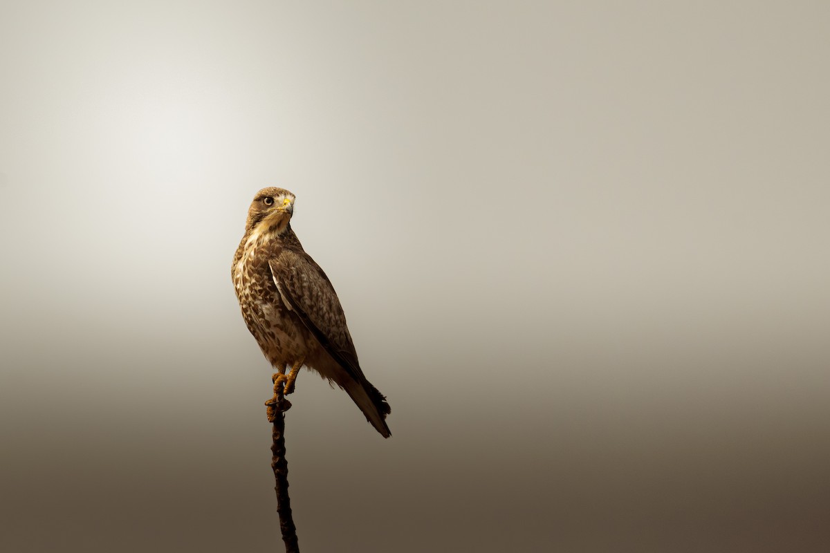 White-eyed Buzzard - ML646795229