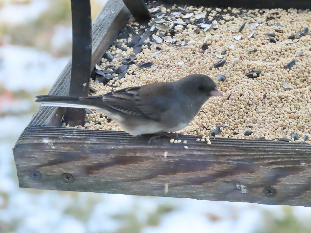 Dark-eyed Junco (Slate-colored) - ML646795230