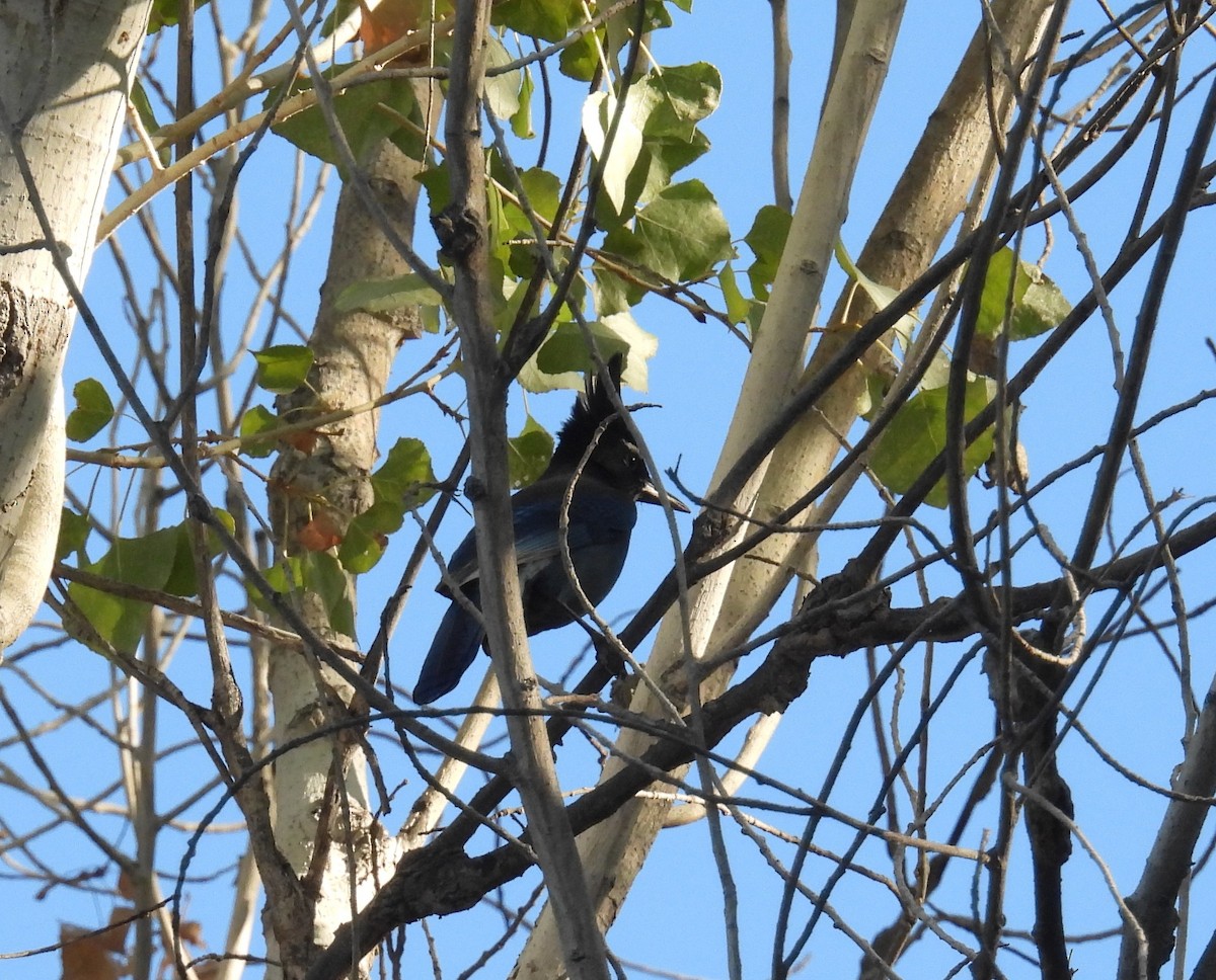 Steller's Jay (Southwest Interior) - ML646795231