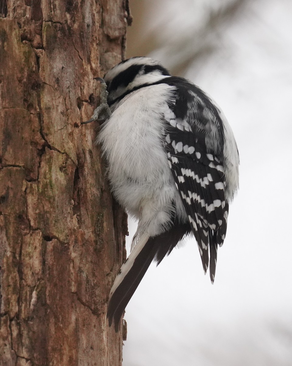 Downy Woodpecker - ML646795232